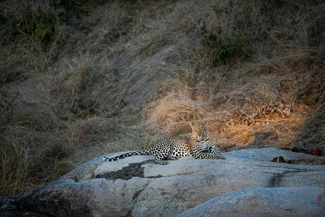 A female leopard, Panthera pardus, lies on a boulder in sunlight, ears back.