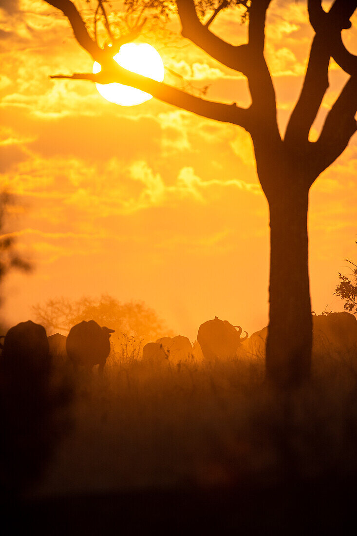 A herd of buffalo, Syncerus caffer, walk towards the sunset, silhouetted.