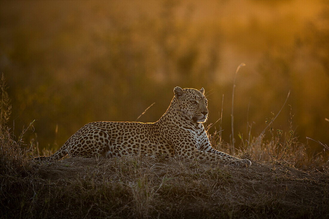 A male leopard, Panthera pardus, lies on a termite mound at sunset, back lit, looking out of frame.