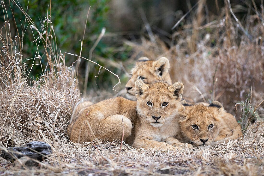 Lion cubs, Panthera leo, huddle together in dry grass.