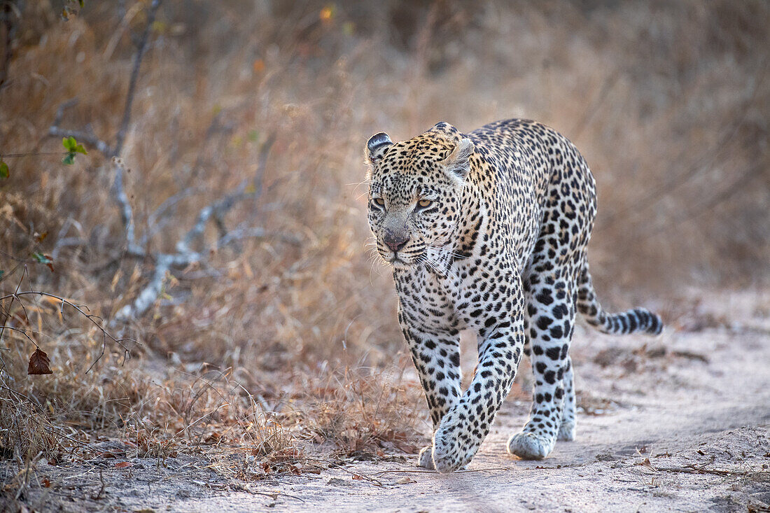 A male leopard, Panthera pardus, walks on a dirt track, ears back
