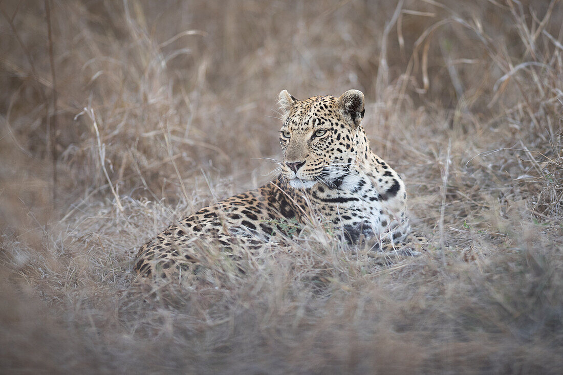 Ein weiblicher Leopard, Panthera pardus, liegt im hohen Trockengras und schaut in die Ferne