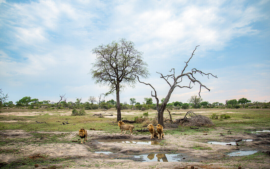 Vier männliche Löwen, Panthera Leo, stehen und sitzen um ein Wasserloch herum