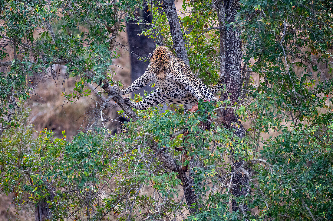 A leopard, Panthera pardus, does the splits in a tree while looking down at its kill