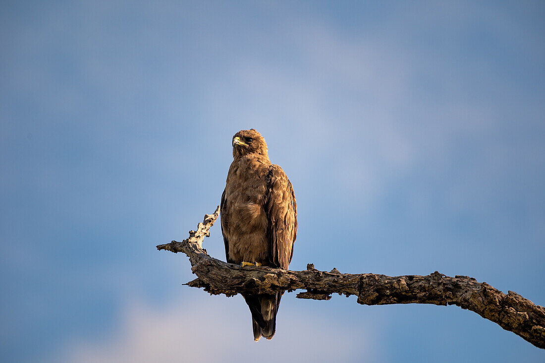 A Walbergs eagle, Hieraaetus wahlbergi, perched on a dead branch, blue sky background