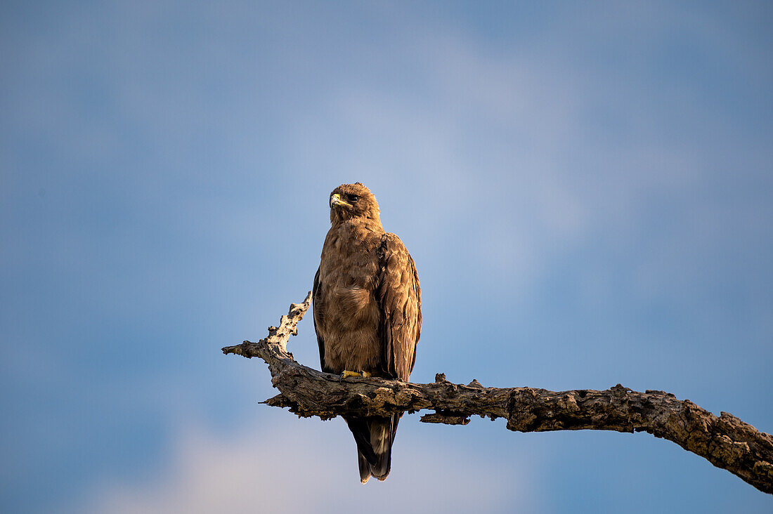 Ein Walbergs-Adler, Hieraaetus wahlbergi, thront auf einem toten Ast, blauer Himmelshintergrund