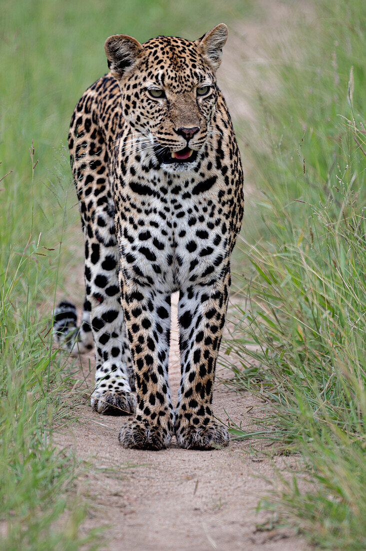Ein männlicher Leopard, Panthera Pardus, geht auf einem Feldweg