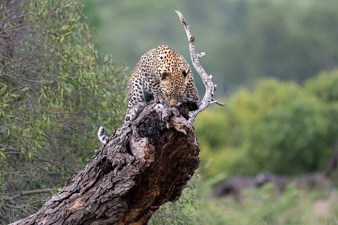 Ein Leoparden-Jungtier, Panthera Pardus, steht auf einem umgestürzten Baum