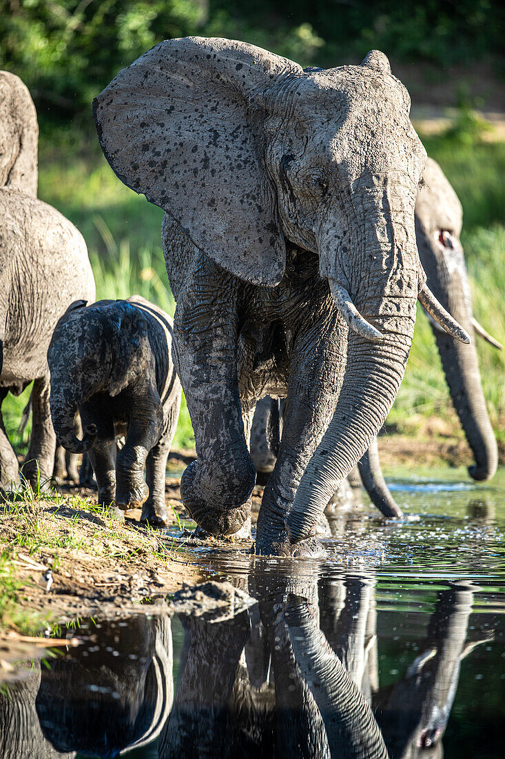 Ein Elefant und Kalb, Loxodonta Africana, laufen durch Wasser, Spiegelung im Wasser