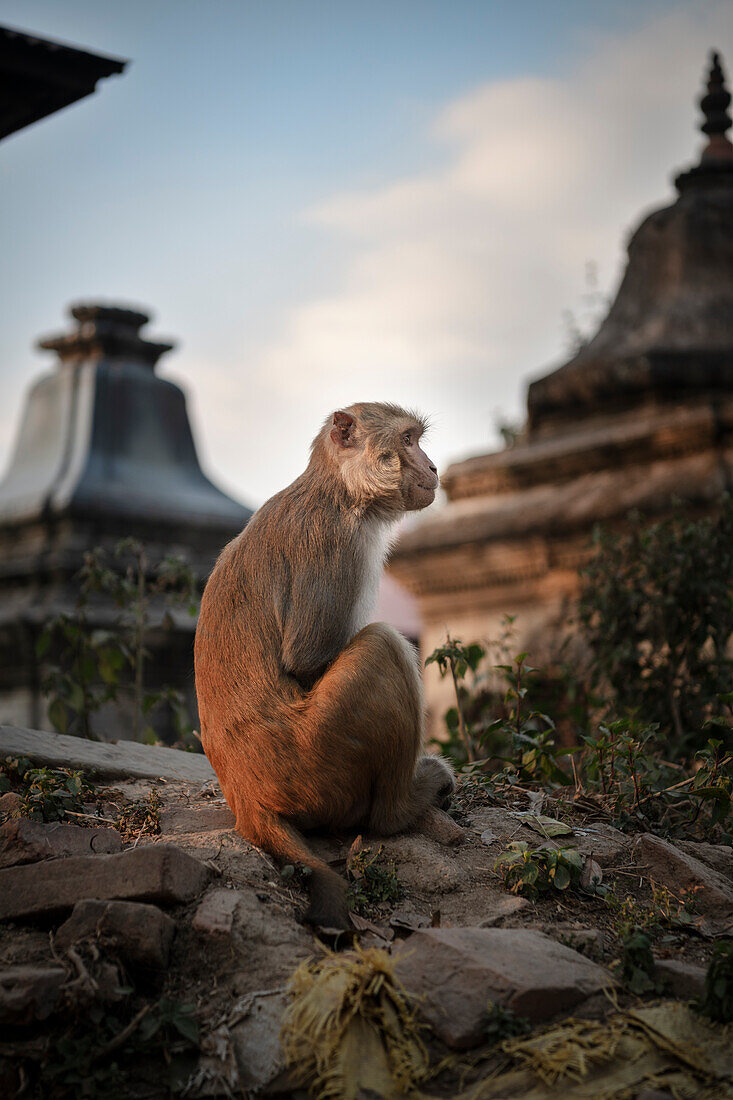 Affe sitzt entspannt am Pashupatinath Tempel, Kathmandu, Nepal, Himalaya, Asien, UNESCO Weltkulturerbe