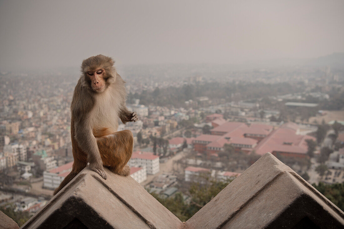 Affe sitzt am Gemäuer der Swayambhu Stupa in Kathmandu, Nepal, Himalaya, Asien