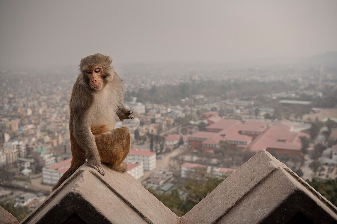 Monkey sitting on the walls of the Swayambhu Stupa in Kathmandu, Nepal, Himalayas, Asia