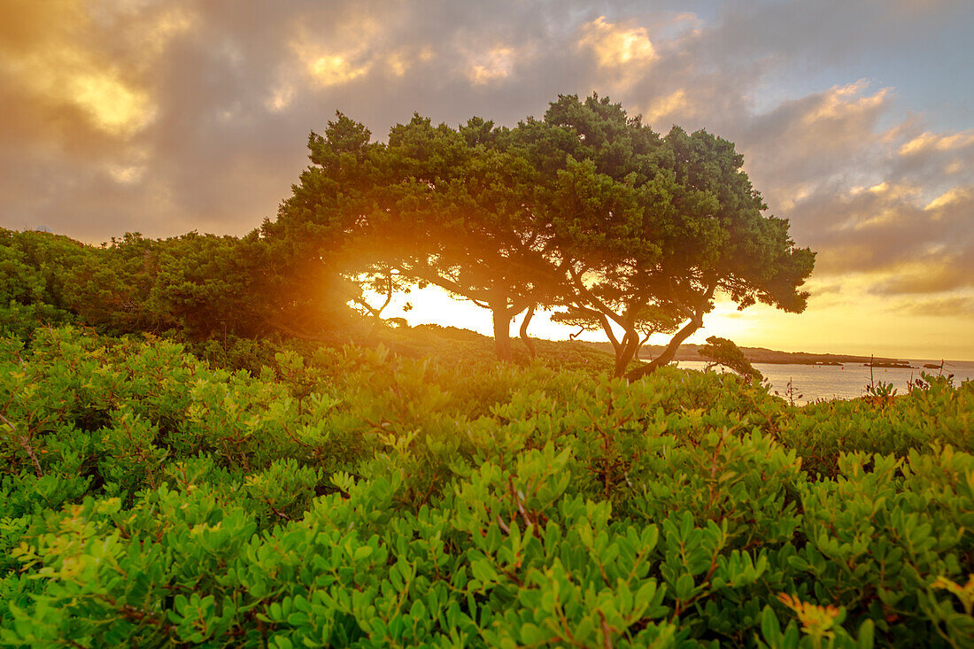 Juniper trees in the morning mood on the beach of Son Xoriguer, Spain, Menorca