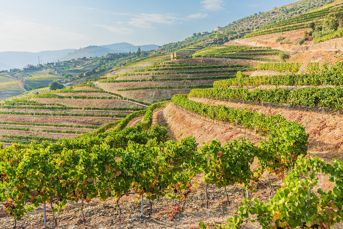 Vineyards in the Alto Douro wine region near Pinhao, Portugal