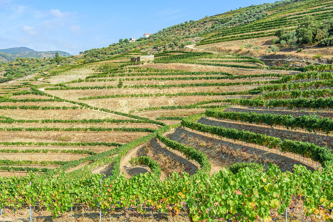 Vineyards in the Alto Douro wine region near Pinhao, Portugal