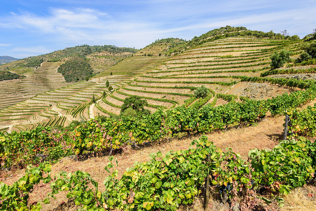 Weingärten im Weinbaugebiet Alto Douro bei Pinhao, Portugal