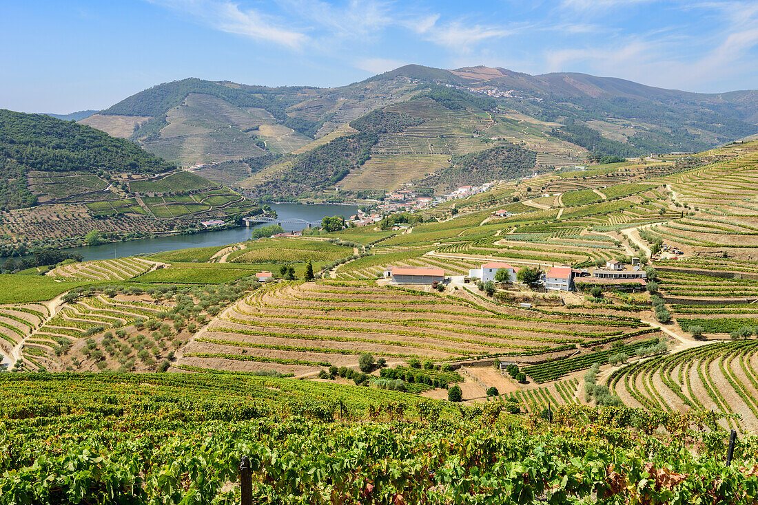 Douro-Tal mit Weingärten im Weinbaugebiet Alto Douro bei Pinhao, Portugal