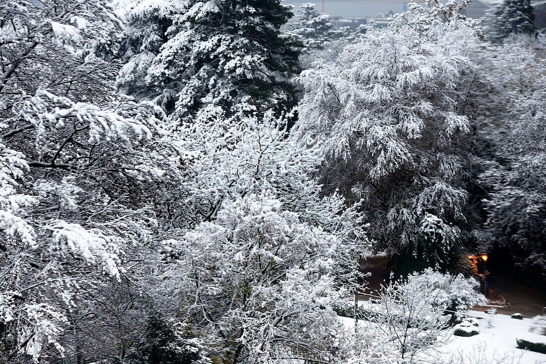 Laternen in der Gasse, Parkszene im Winter, Park de Bude, Genf, Schweiz, Europa