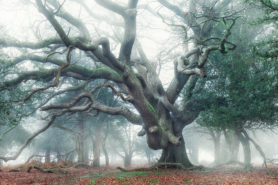 Fritham,Sloden Inclosure,New Forest,Hampshire,England,UK.