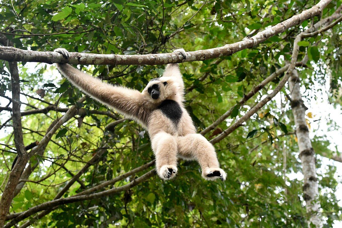 Female pileated gibbon swinging on a tree branch,Siem Reap province,Cambodia,South east Asia.