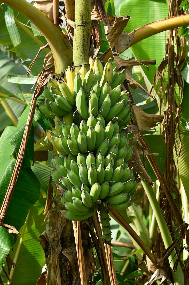 Banana fruit,Mondolkiri province,Cambodia,South east Asia.