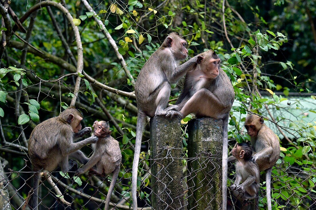 Wild monkey at Phnom Tamao Wildlife Rescue Center,Takeo Province,Cambodia,South east Asia.