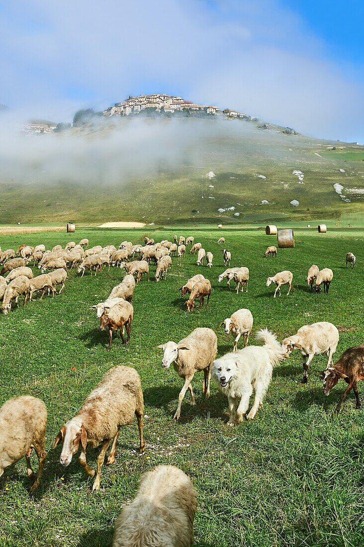 Schafe auf dem Piano Grande, Gret Plain, von Castelluccio di Norcia, Parco Nazionale dei Monti Sibillini, Apenninen, Umbrien, Italien.