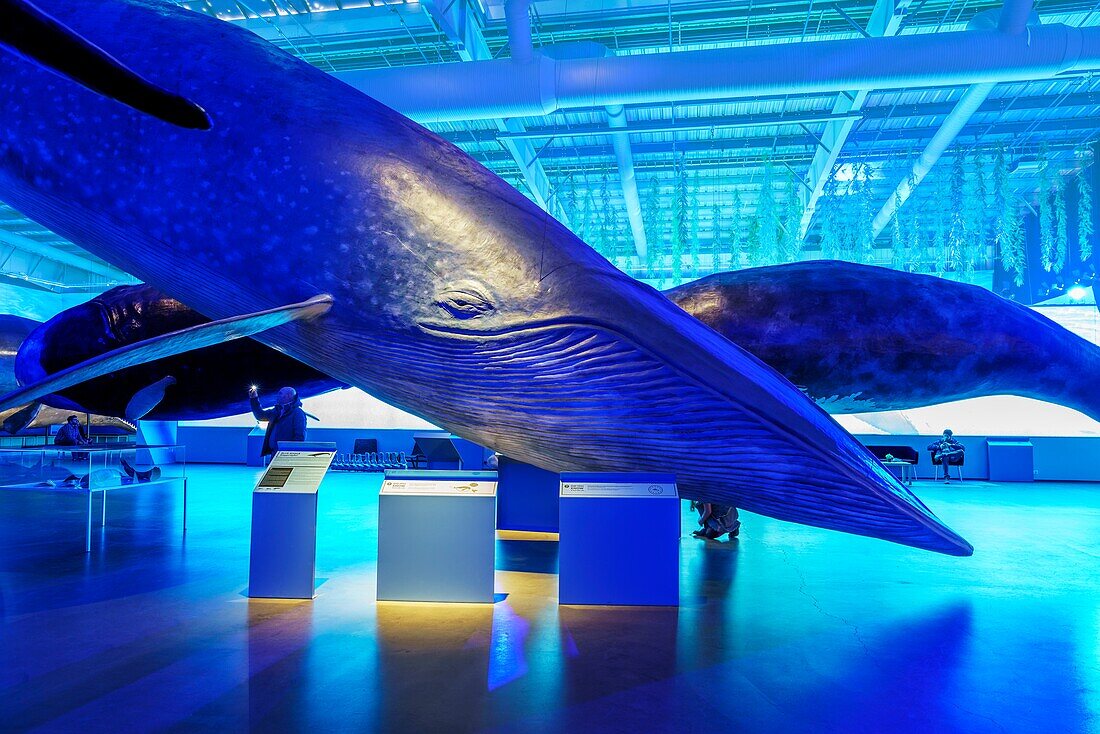Whale Museum,Reykjavik,Iceland.