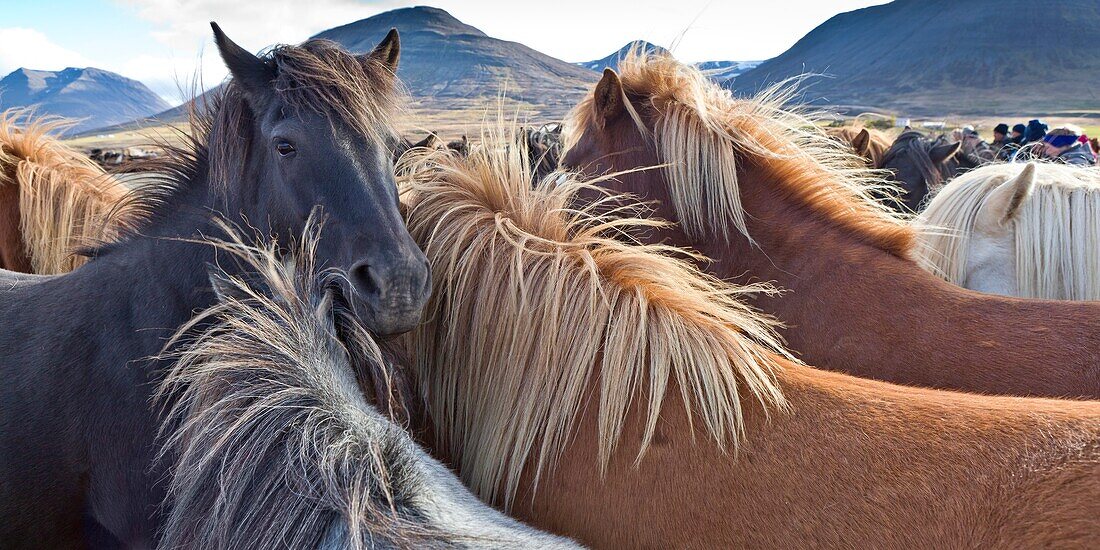 Pferdesammeln, Laufskalarett, Island