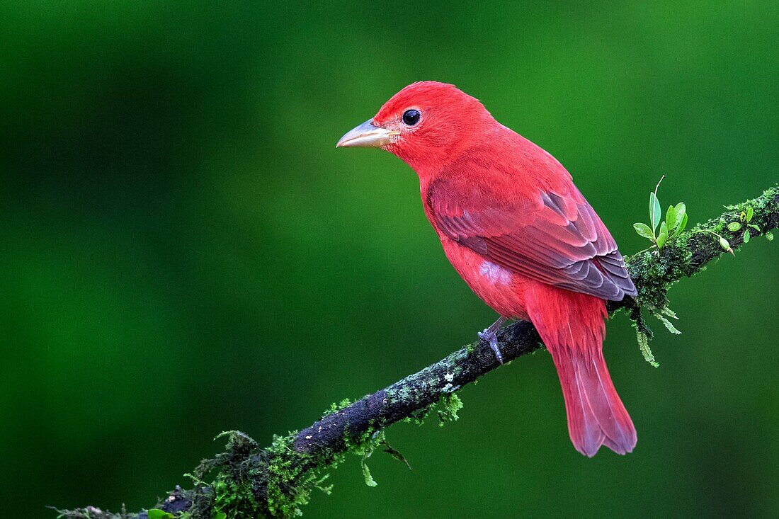 Männliche Sommertangare (Piranga rubra) - La Laguna del Lagarto Lodge - Boca Tapada, San Carlos, Costa Rica.