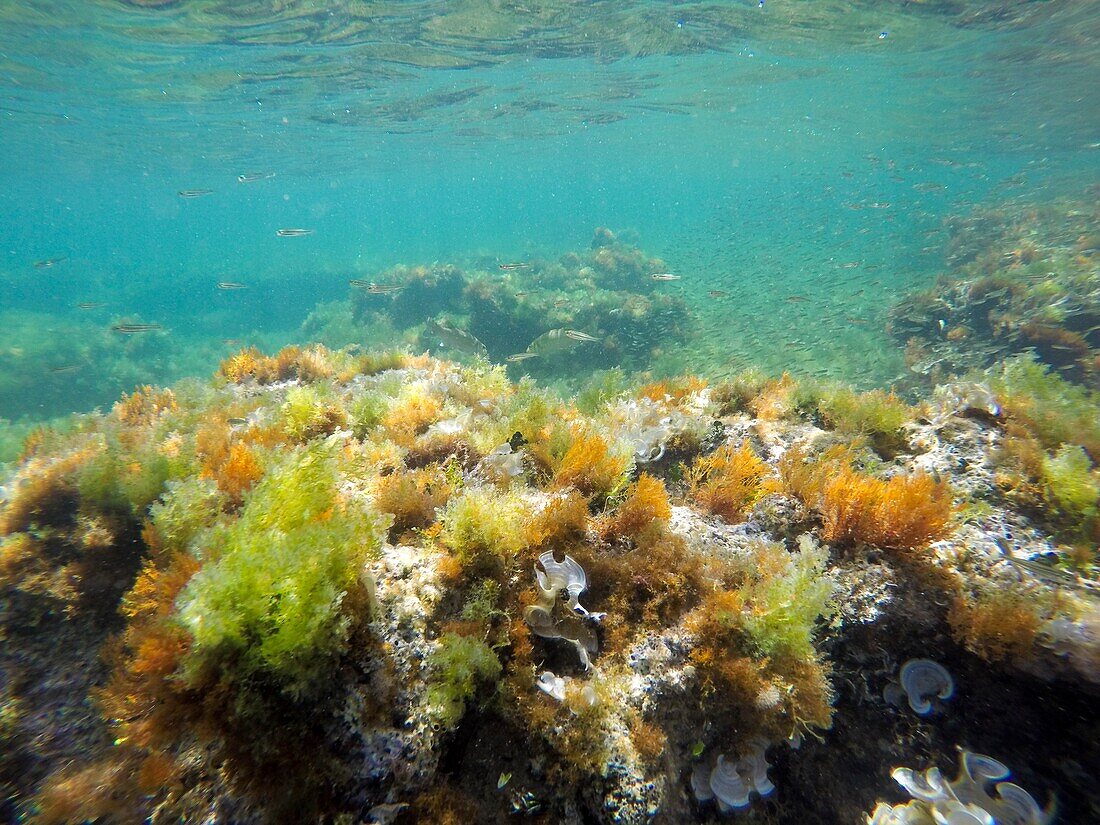Mediterranean underwater seaweed Denia Alicante spain.