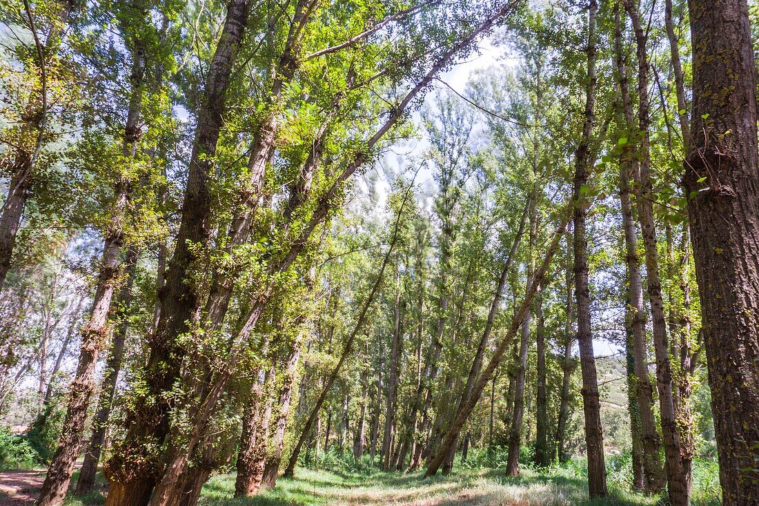 Sommerlandschaft in der Provinz Teruel Aragon Spanien.