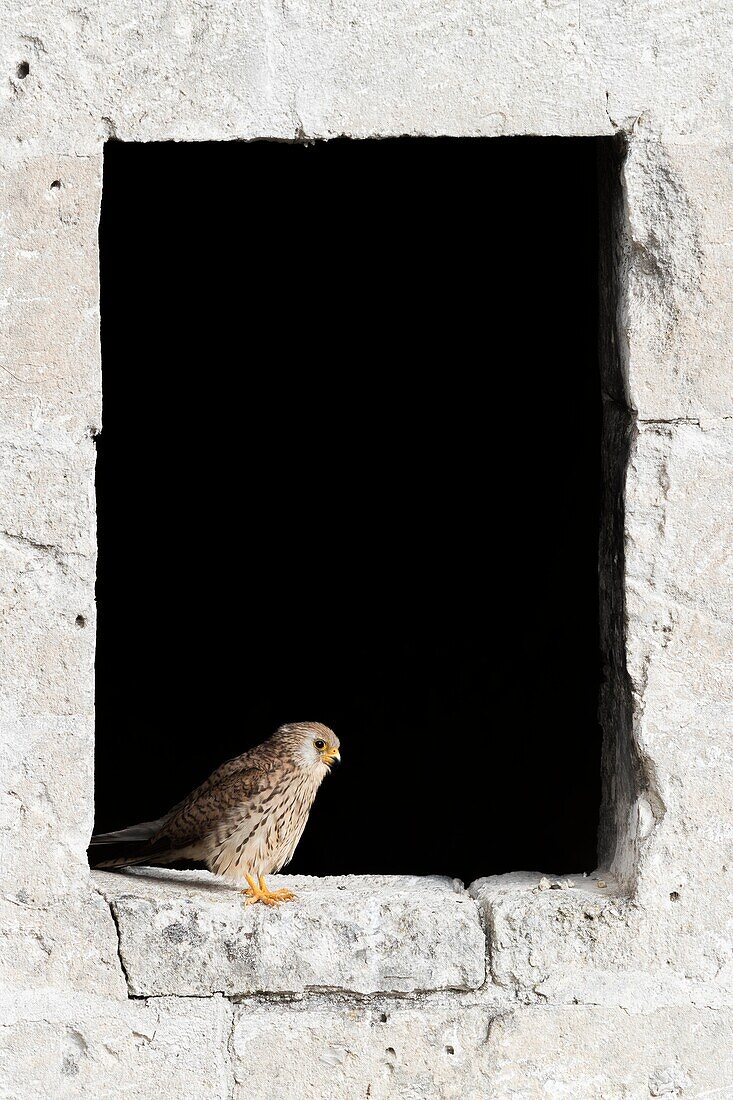 Weniger Turmfalke (Falco naumanni), erwachsenes Weibchen thront auf einem alten Fenster in Matera.