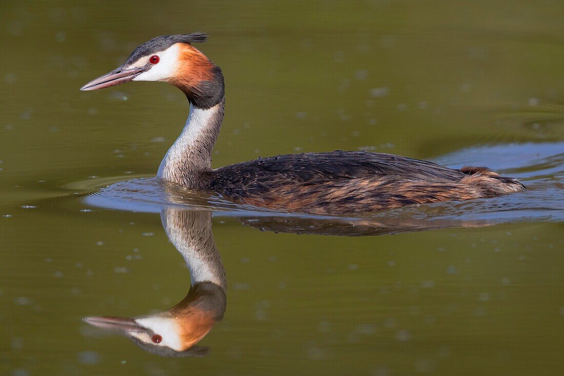 Great Crested Grebe (Podiceps cristatus),side view of an adult swimming in the water.