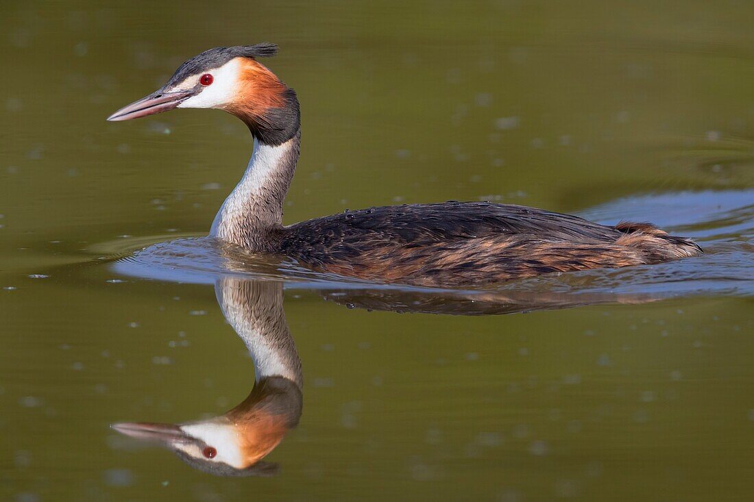 Haubentaucher (Podiceps cristatus), Seitenansicht eines Erwachsenen, der im Wasser schwimmt.