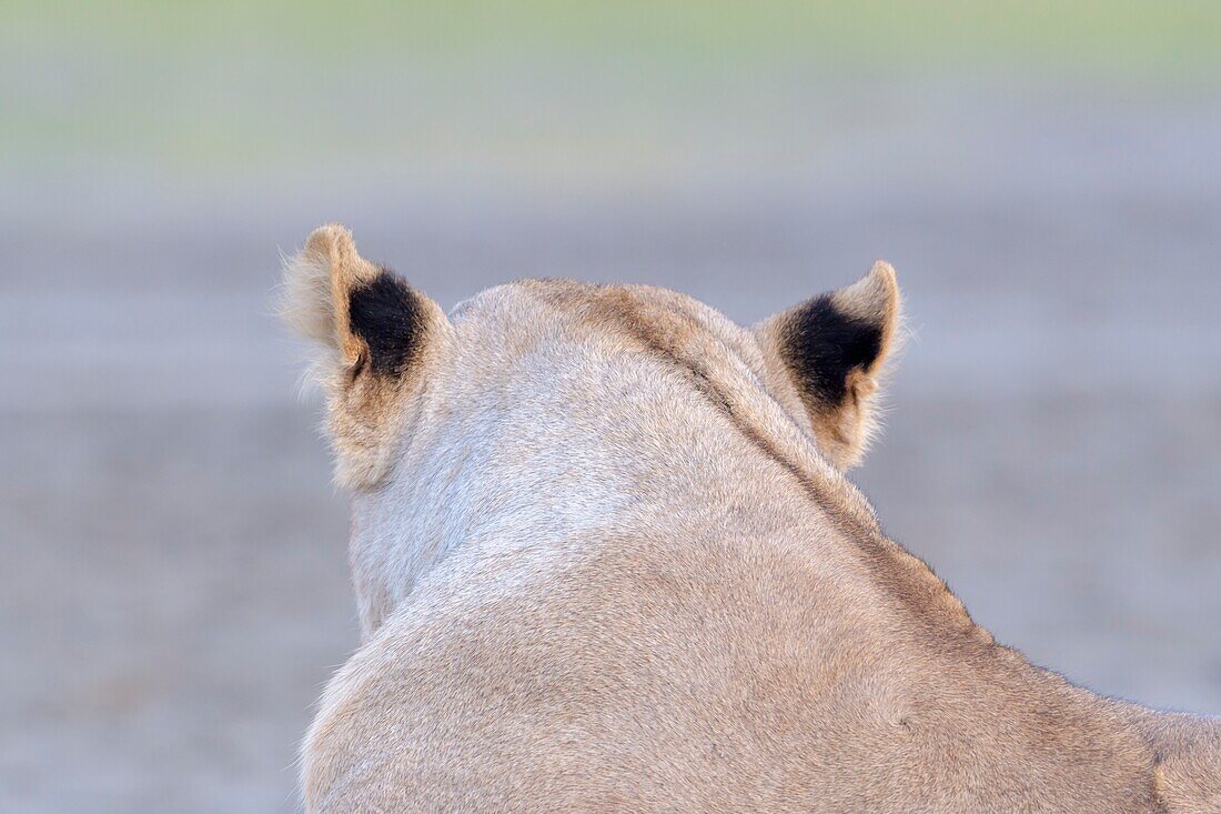 Lioness (Panthera leo) black patches on ears seen from behind,Ngorongoro conservation area,Tanzania.