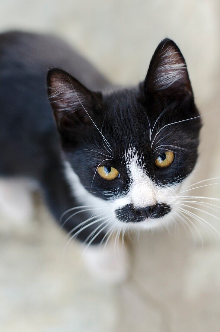 Black and white kitten looking up at camera.