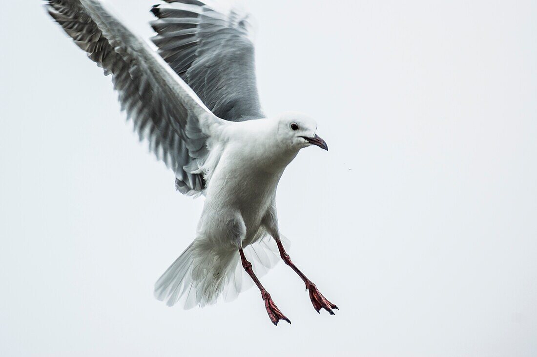 Kapmöwe (Larus dominicanus vetula) im Flug, Südafrika. High-Key-Beleuchtung.