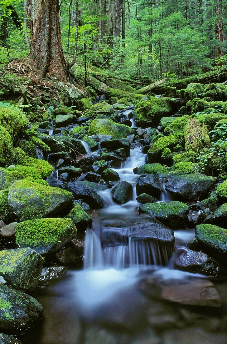 Kaskadierender Bach entlang des Sol Duc Falls Trail; Olympic National Park, Washington.