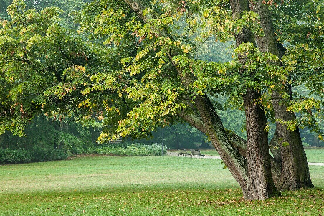 Herbstmorgen im Park Poludniowy, Breslau, Polen.