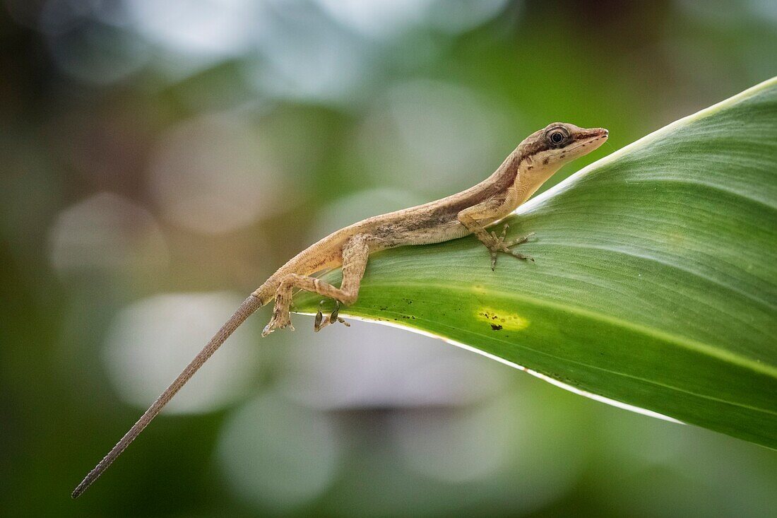 Slender Anole (Anolis fuscoauratus) on a leaf. Arenal Volcano National Park. Costa Rica.