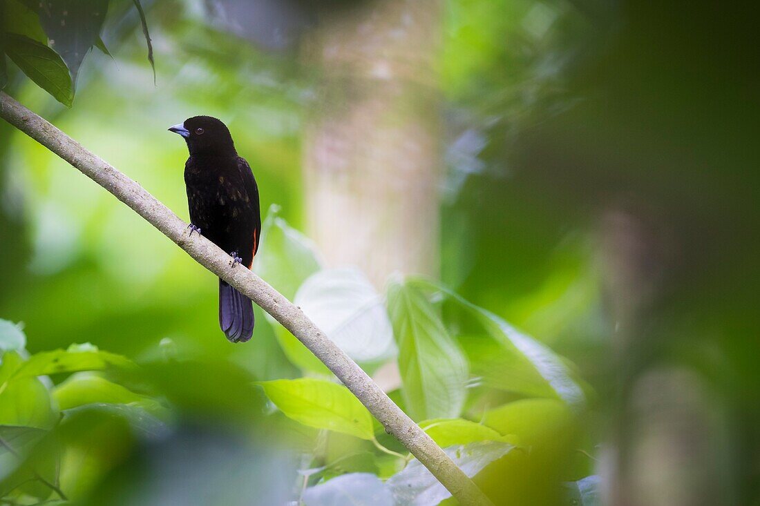 Passerinitangare, auch scharlachroter Tanager (Ramphocelus Passerinii) Männchen thront auf Ast. Provinz Heredia. Costa Rica.