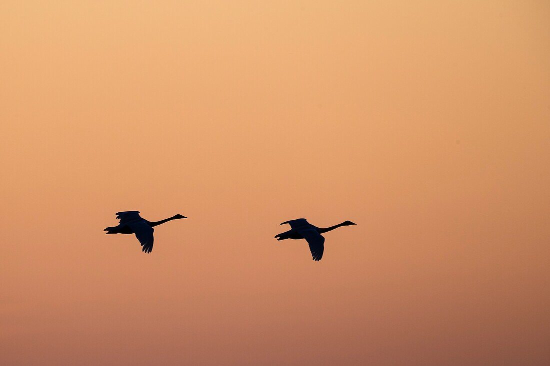 Singschwan (Cygnus cygnus), der bei Sonnenuntergang im goldenen Licht einfliegt, um zu landen. Lubana Feuchtgebietskomplex. Lettland.