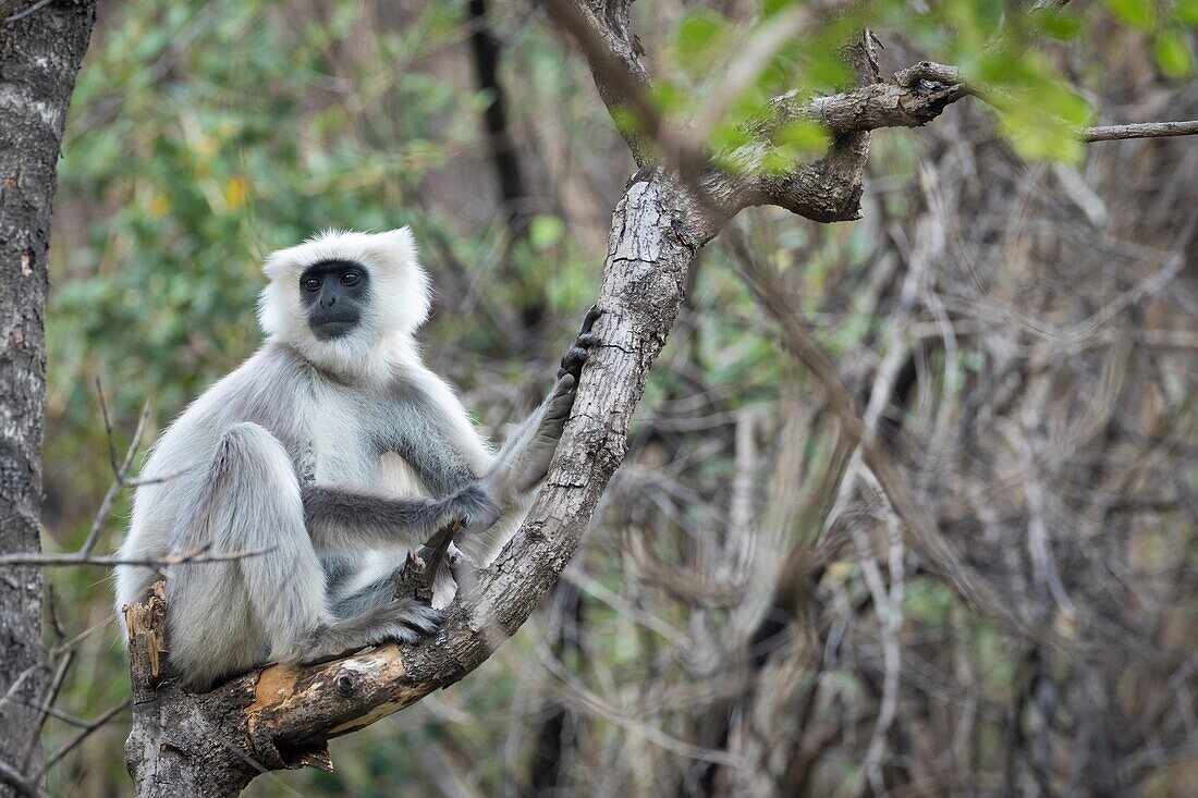 Nepal Gray Langur (Semnopithecus schistaceus) portrait. Pangot. Nainital district. Uttarakhand. India.