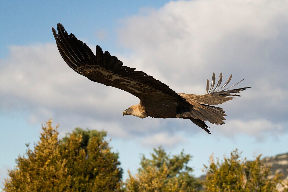 Griffon Vulture (Gyps fulvus) taking off. Lleida province. Catalonia. Spain.