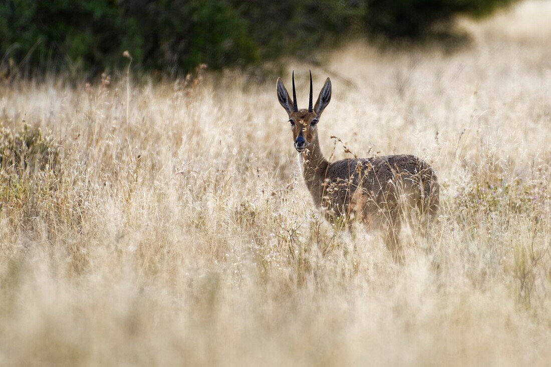 Steenbok (Raphicerus campestris),adult male,standing in the high dry grass,alert,Mountain Zebra National Park,Eastern Cape,South Africa,Africa.