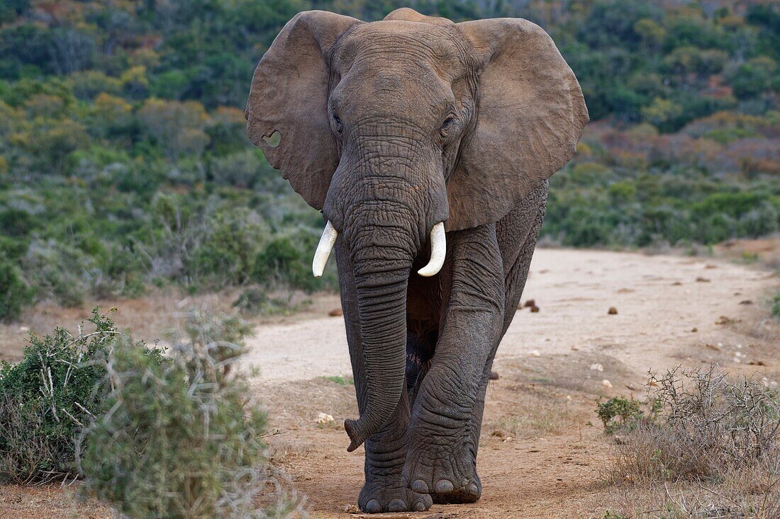 Afrikanischer Buschelefant (Loxodonta africana), erwachsener Mann, zu Fuß auf einem Feldweg neben der Schotterstraße, Addo Elephant National Park, Eastern Cape, Südafrika, Afrika.