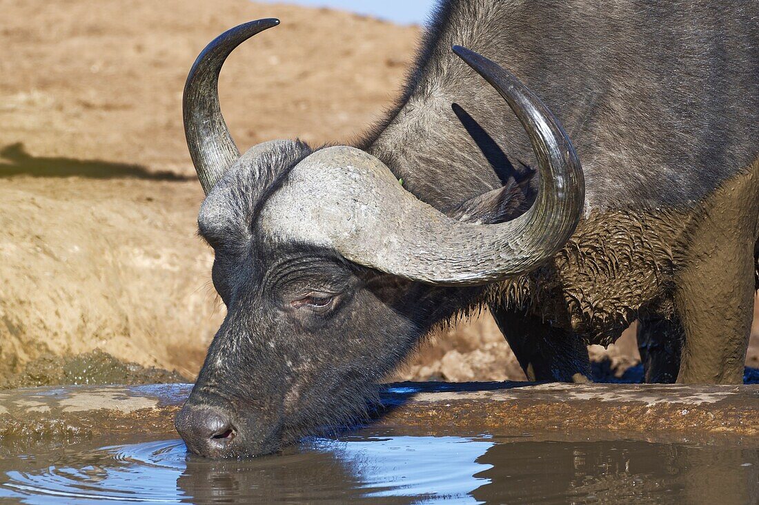 Afrikanischer Büffel (Syncerus caffer), erwachsener Mann, trinken an einer Wasserstelle, Addo Elephant National Park, Eastern Cape, Südafrika, Afrika.