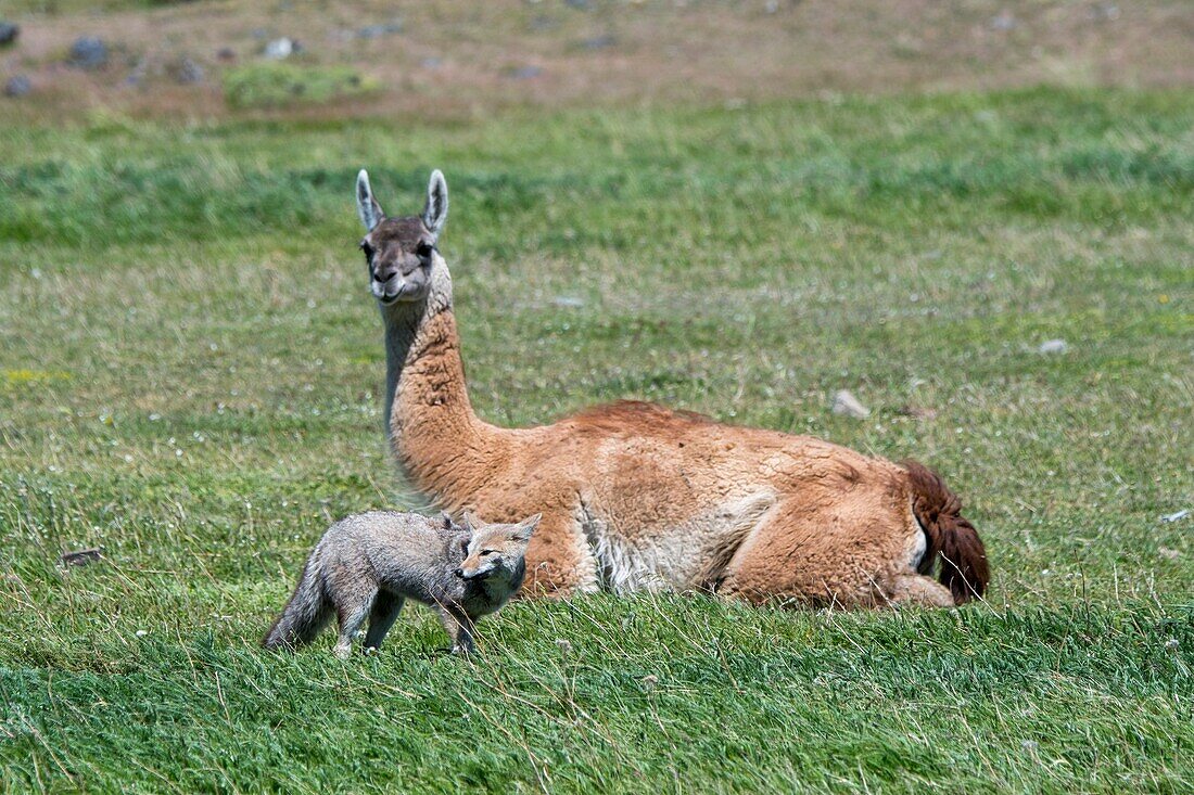 A Gray fox (Urocyon cinereoargenteus),or grey fox,is looking for food in the grass of Torres del Paine National Park in Southern Chile with a guanaco in the background.