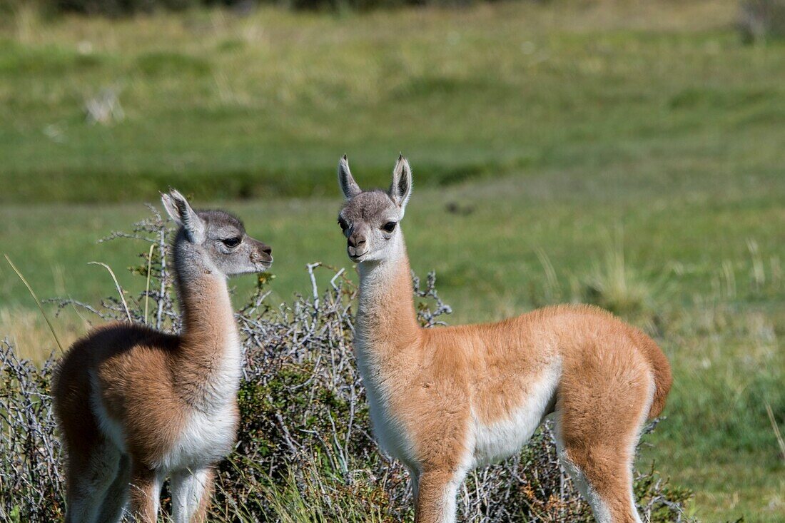 Baby (chulengo) guanacos (Lama guanicoe) in Torres del Paine National Park in Southern Chile.